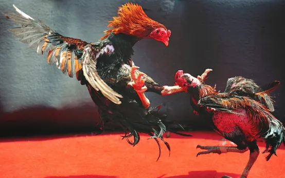 Đá gà tg88 top1 Việt Nam