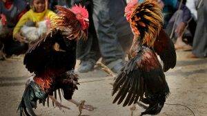 Đá gà tg88 xanh chín uy tín